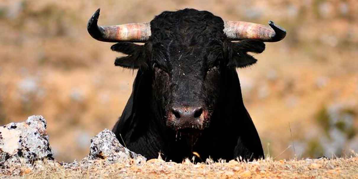 IMÁGENES SENSIBLES. Joven sufre brutal cornada por creerse torero