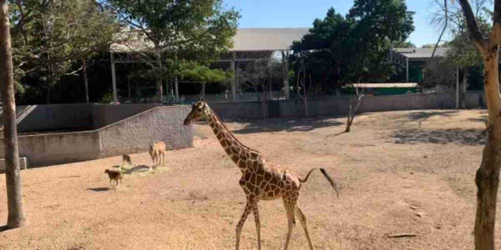 Desaparece una jirafa en el Zoológico de Culiacán