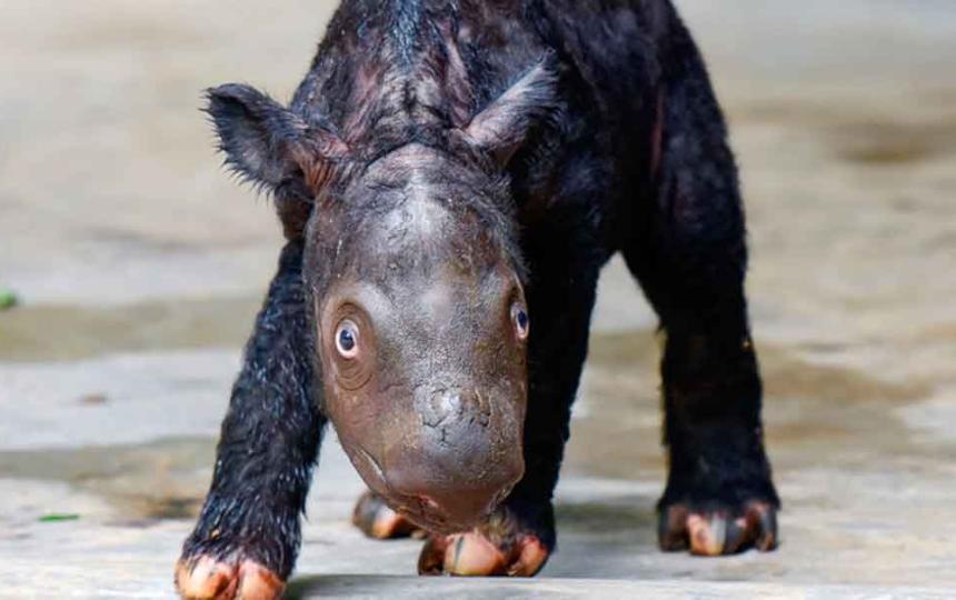  Nace un rinoceronte Sumatra, especie al borde de la extinción 