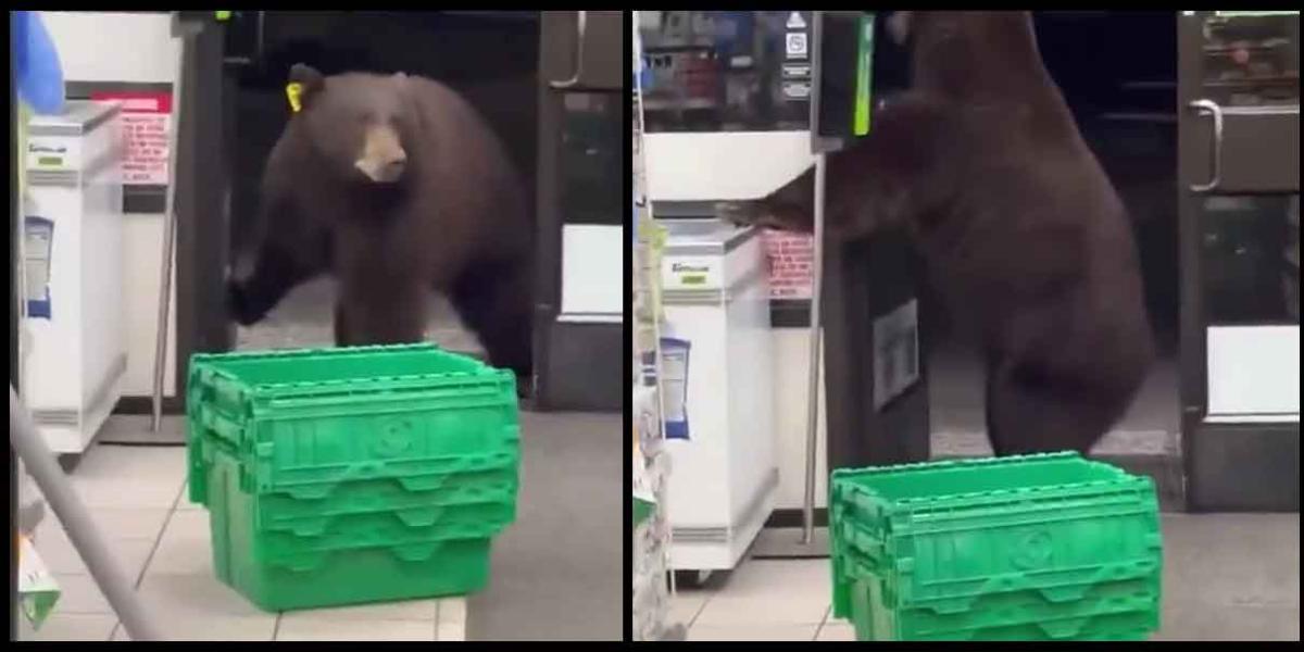 VIDEO. Empleada de un 7-Eleven se graba gritando al ver entrar a un oso 