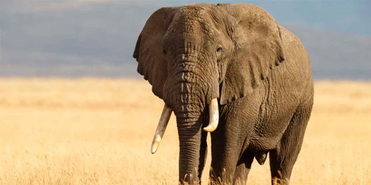 VIDEO. Elefante embiste a una camioneta de turistas durante un safari