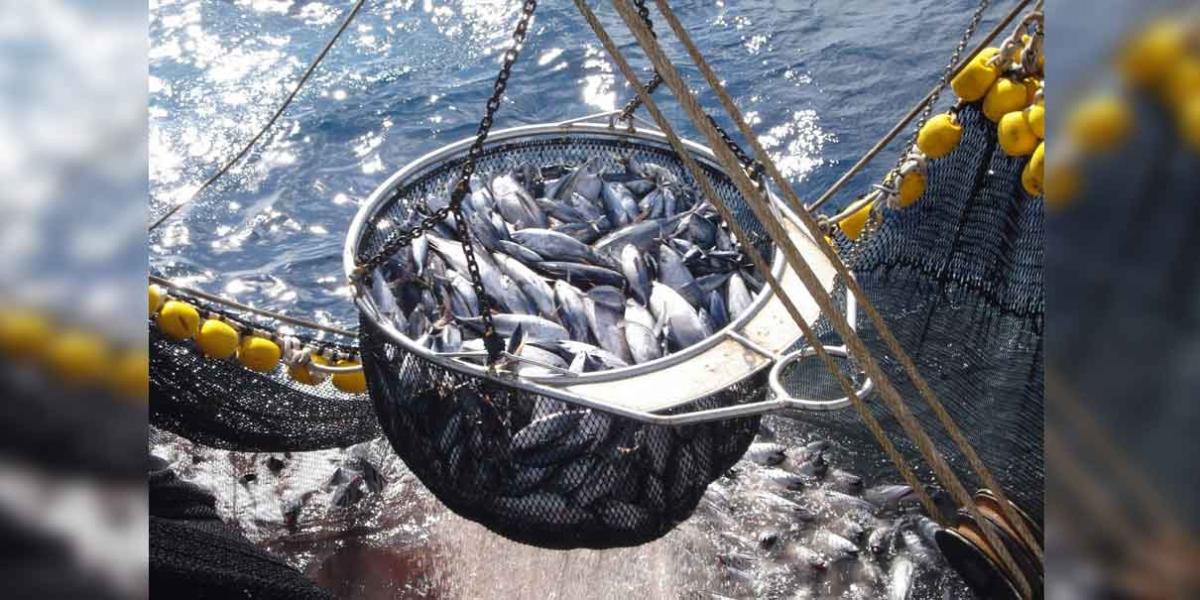 Cartel de Sinaloa se infiltra en la industria pesquera: investigación