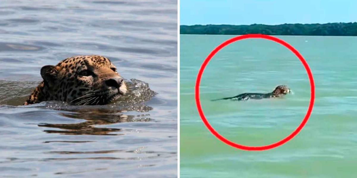 VIDEO. Jaguar es captado nadando en Reserva de Celestún, en Yucatán