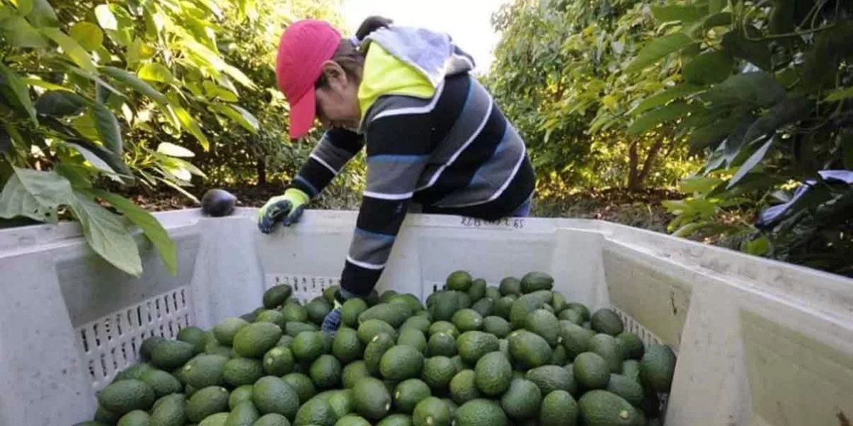 Confía AMLO en que hoy queden resuelta la exportación de aguacate a Estados Unidos