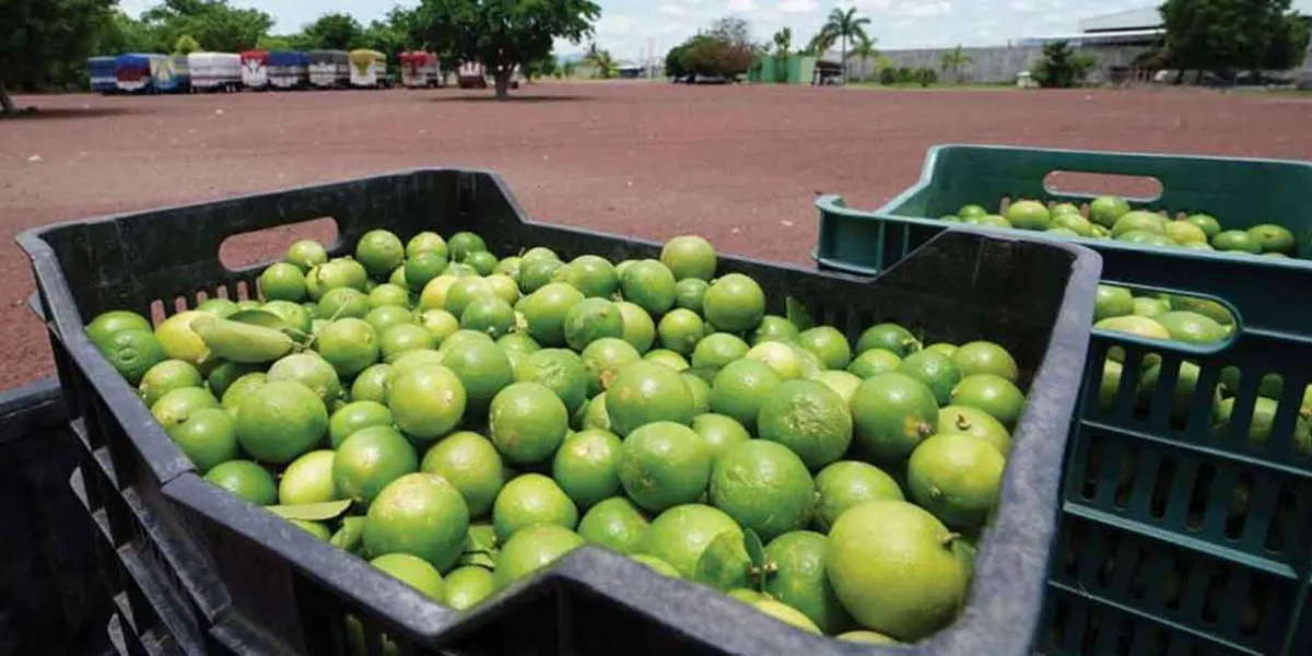 Ya no hay “cobro de piso”: limoneros de Michoacán