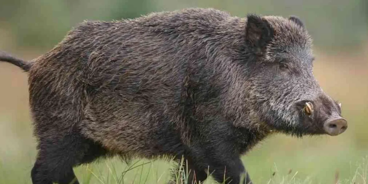 Persona muere en boca de gitanesco Jabalí de 300 kilos    