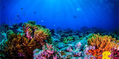 Qué hacer en el Parque Nacional Sistema Arrecifal Veracruzano y por qué es único en México