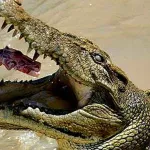  Cocodrilo ataca y mata a un niño de 12 años en India