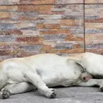 IMÁGENES SENSIBLES. ‘Un monstruo’  dispara varias veces contra un perro que estaba dormido en la calle  