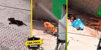 ATROZ. Usaban perros muertos para darle de comer a otros caninos 