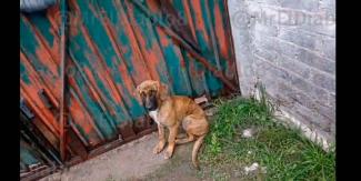 VIDEO Detenidos por practicar santería con perros y gallinas 