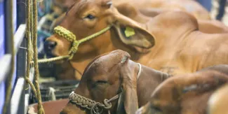 Sospecha de fiebre aftosa en Sonora frena exportación de ganado a EU