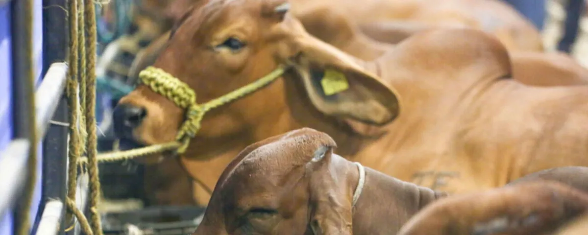 Sospecha de fiebre aftosa en Sonora frena exportación de ganado a EU