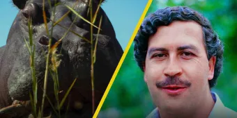 Pepe, el documental sobre un hipopótamo de Pablo Escobar llega a MUBI